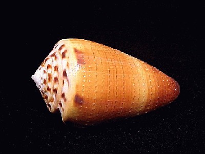 4528c-ferrugineus.jpg