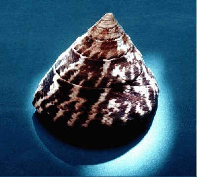 m-pica.jpg
