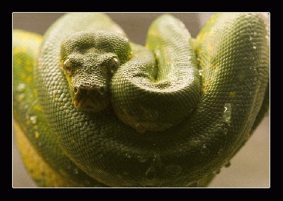 Coiled_Green_Snake_by_madsigntist.jpg