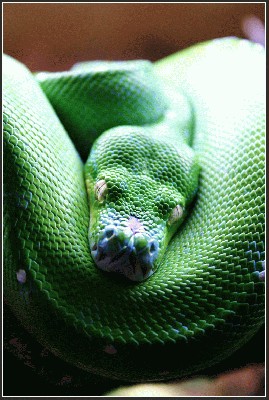 GreenSnake.jpg