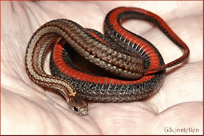 Red_Belly_Snake_by_UffdaGreg.jpg