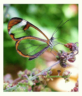 Glass_Wing_Butterfly_II_by_densitometer.jpg