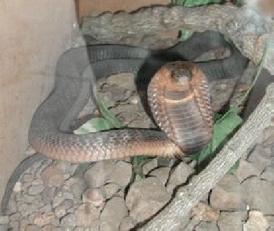 260px-Egyptian_Cobra.jpg