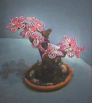 bonsai-rosa.jpg