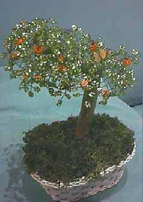 bonsai-arancio.jpg