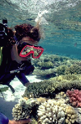 red-sea-diver-big.jpg