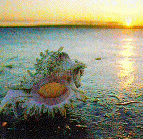 shell.gif