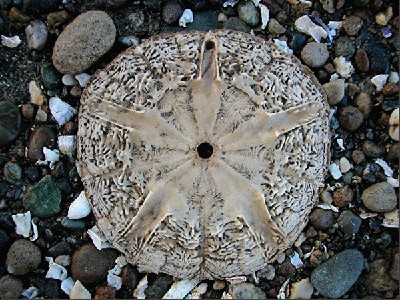 Inside%20a%20sand%20dollar-Horz.jpg