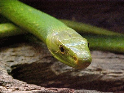 east%20african%20mamba%20snake.jpg