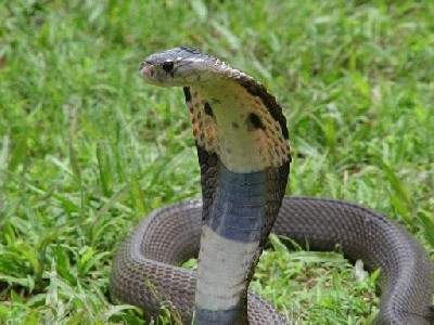 cobra%20monocled.jpg