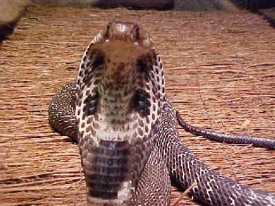 ceylonese%20spec%20cobra%20snake.jpg