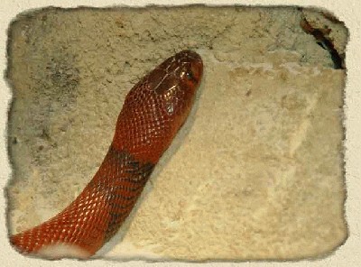 red-spitting-cobra-bg.jpg