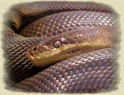 python-water-python-bg.jpg