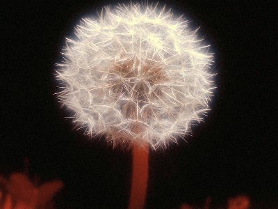 imgasp1087oq5.jpg