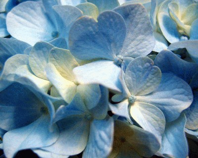 hydrangea1280qf4.jpg