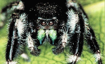 phidippus audax.jpg