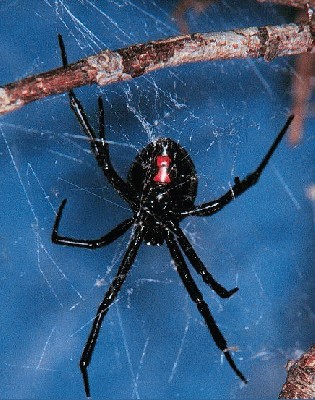 latrodectus hesperus.jpg