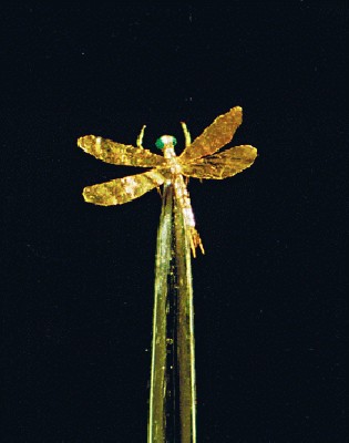 drugelis ant adatos.jpg