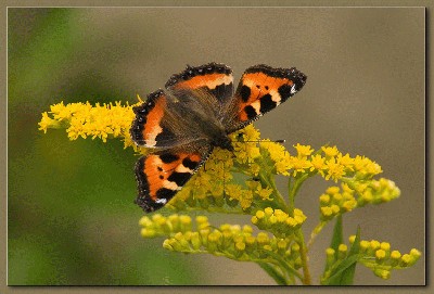 butterfly_1_286.jpg